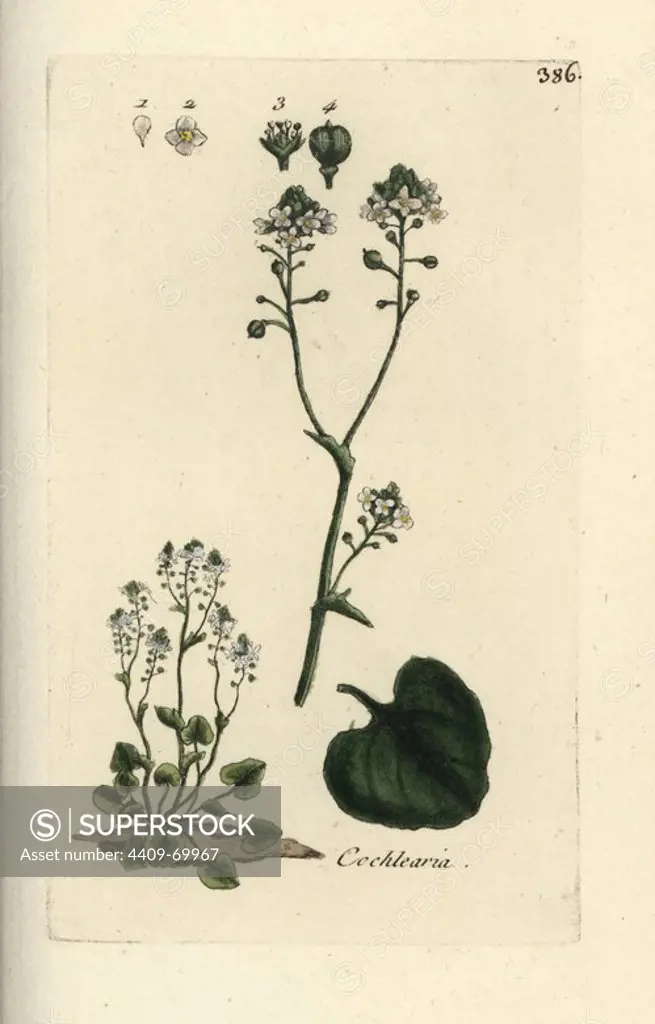Common scurvygrass, Cochlearia officinalis. Handcoloured botanical drawn and engraved by Pierre Bulliard from his own "Flora Parisiensis," 1776, Paris, P. F. Didot. Pierre Bulliard (1752-1793) was a famous French botanist who pioneered the three-colour-plate printing technique. His introduction to the flowers of Paris included 640 plants.