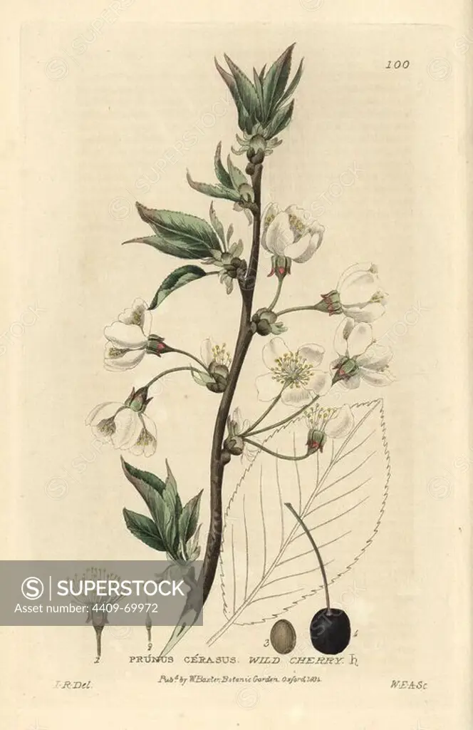 Wild cherry, Prunus cerasus. Handcoloured copperplate engraving by W.E.A. of a drawing by Isaac Russell from William Baxter's "British Phaenogamous Botany" 1834. Scotsman William Baxter (1788-1871) was the curator of the Oxford Botanic Garden from 1813 to 1854.