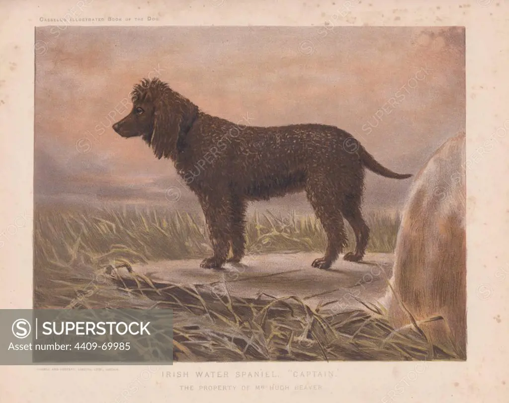 Irish Water Spaniel "Captain." Original painting by R. S. Moseley (fl. 1862 -1893), a Victorian painter of genre and animal subjects. Fine chromolithograph from Cassell's "Illustrated Book of the Dog" 1881. Author Vero Kemball Shaw (1854-1905) wrote many books about dogs and horses, and encyclopedic guides to kennels, stables and poultry yards.