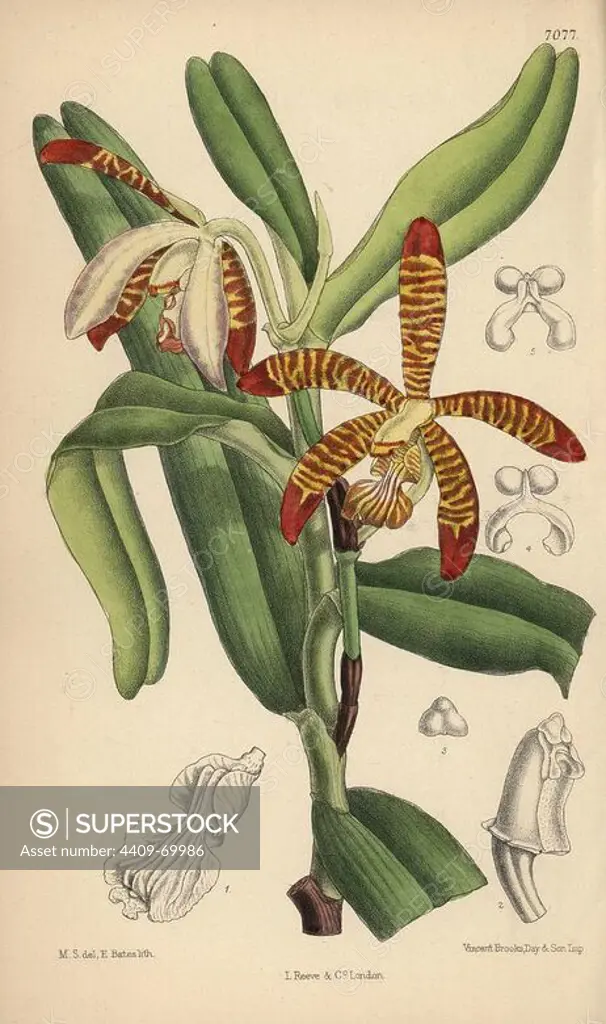 Arachnanthe clarkei, striped orchid of the eastern Himalayas. Hand-coloured botanical illustration drawn by Matilda Smith and lithographed by E. Bates from Joseph Dalton Hooker's "Curtis's Botanical Magazine," 1889, L. Reeve & Co. A second-cousin and pupil of Sir Joseph Dalton Hooker, Matilda Smith (1854-1926) was the main artist for the Botanical Magazine from 1887 until 1920 and contributed 2,300 illustrations.