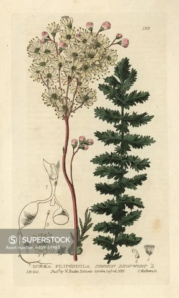 Common dropwort, Spiraea filipendula. Handcoloured copperplate engraving by Charles Mathews of a drawing by Isaac Russell from William Baxter's "British Phaenogamous Botany" 1835. Scotsman William Baxter (1788-1871) was the curator of the Oxford Botanic Garden from 1813 to 1854.