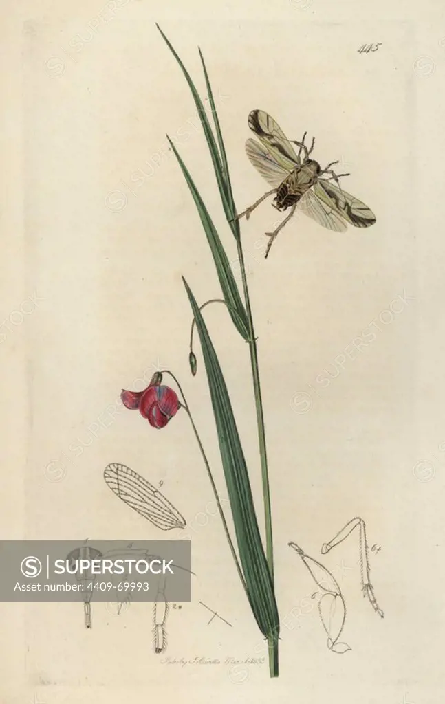 Asiraca pulchella, Araeopus pulchellus, Pretty Asiraca and crimson grassvetch, Lathyrus nissolia. Handcoloured copperplate drawn and engraved by John Curtis for his own "British Entomology, being Illustrations and Descriptions of the Genera of Insects found in Great Britain and Ireland," London, 1834. Curtis (17911862) was an entomologist, illustrator, engraver and publisher. "British Entomology" was published from 1824 to 1839, and comprised 770 illustrations of insects and the plants upon which they are found.