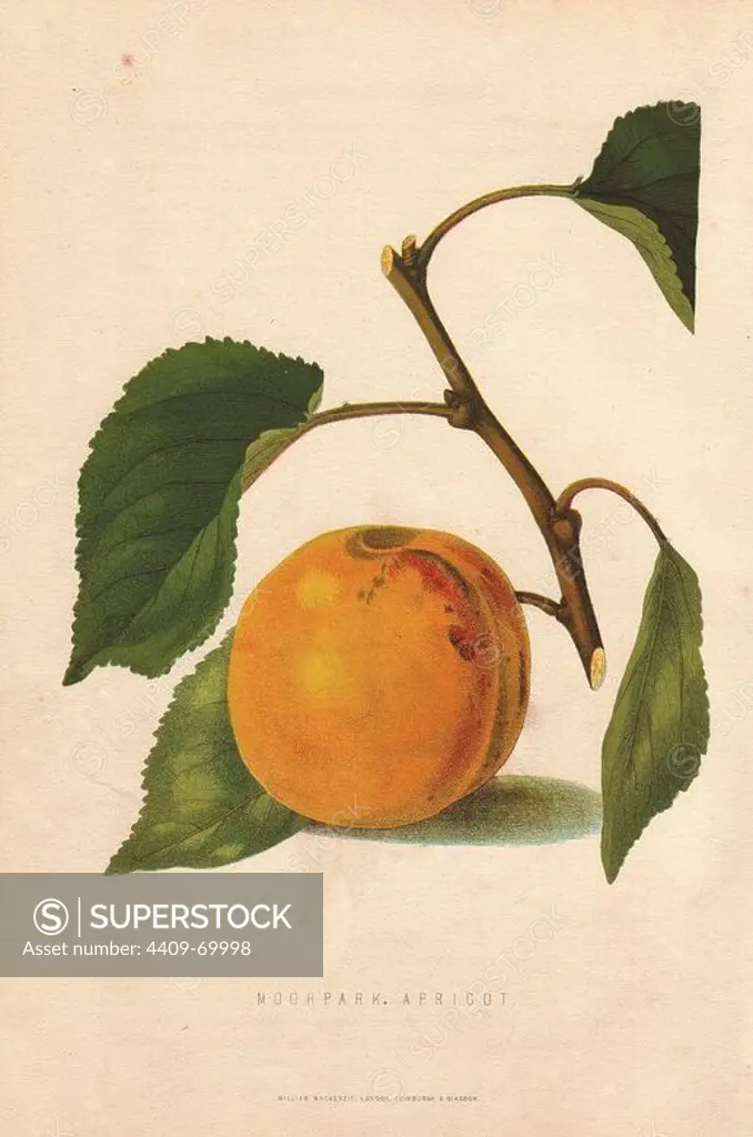 Ripe fruit and leaves of the Moorpark apricot, Prunus armeniaca. Handcolored lithograph by unknown artist from James Anderson's "The New Practical Gardener," Glasgow, 1872. Anderson was the Bateman Gold Medalist of the Royal Horticultural Society.