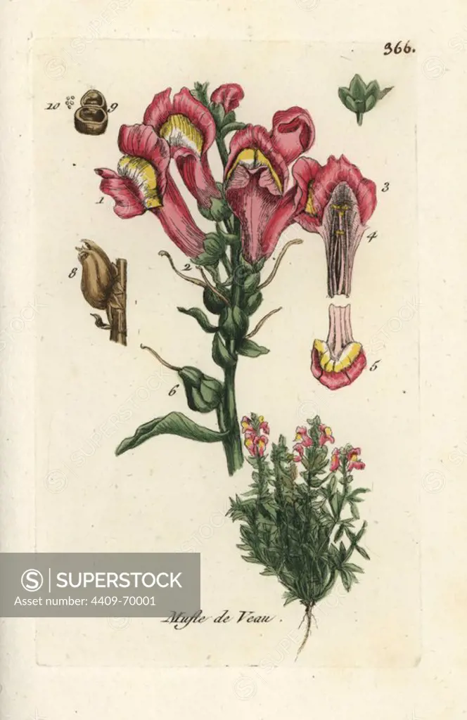 Snapdragon, Antirrhinum majus. Handcoloured botanical drawn and engraved by Pierre Bulliard from his own "Flora Parisiensis," 1776, Paris, P. F. Didot. Pierre Bulliard (1752-1793) was a famous French botanist who pioneered the three-colour-plate printing technique. His introduction to the flowers of Paris included 640 plants.