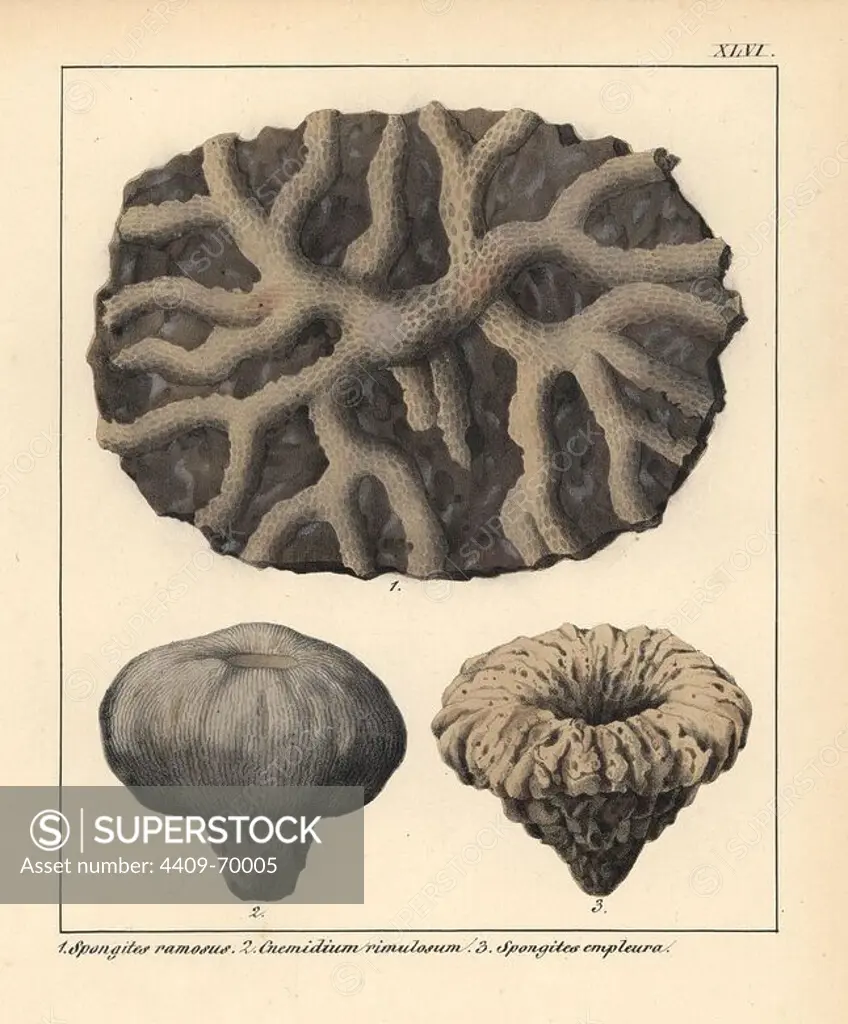 Spongites ramosus; Cnemidium rimulosum; Spongites empleura. Handcoloured lithograph by an unknown artist from Dr. F.A. Schmidt's "Petrefactenbuch," published in Stuttgart, Germany, 1855 by Verlag von Krais & Hoffmann. Dr. Schmidt's "Book of Petrification" introduced fossils and palaeontology to both the specialist and general reader.