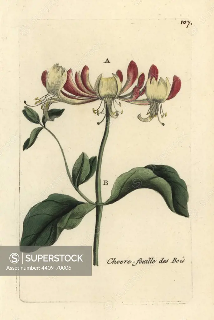 Common honeysuckle, Lonicera periclymenum. Handcoloured botanical drawn and engraved by Pierre Bulliard from his own "Flora Parisiensis," 1776, Paris, P.F. Didot. Pierre Bulliard (1752-1793) was a famous French botanist who pioneered the three-colour-plate printing technique. His introduction to the flowers of Paris included 640 plants.