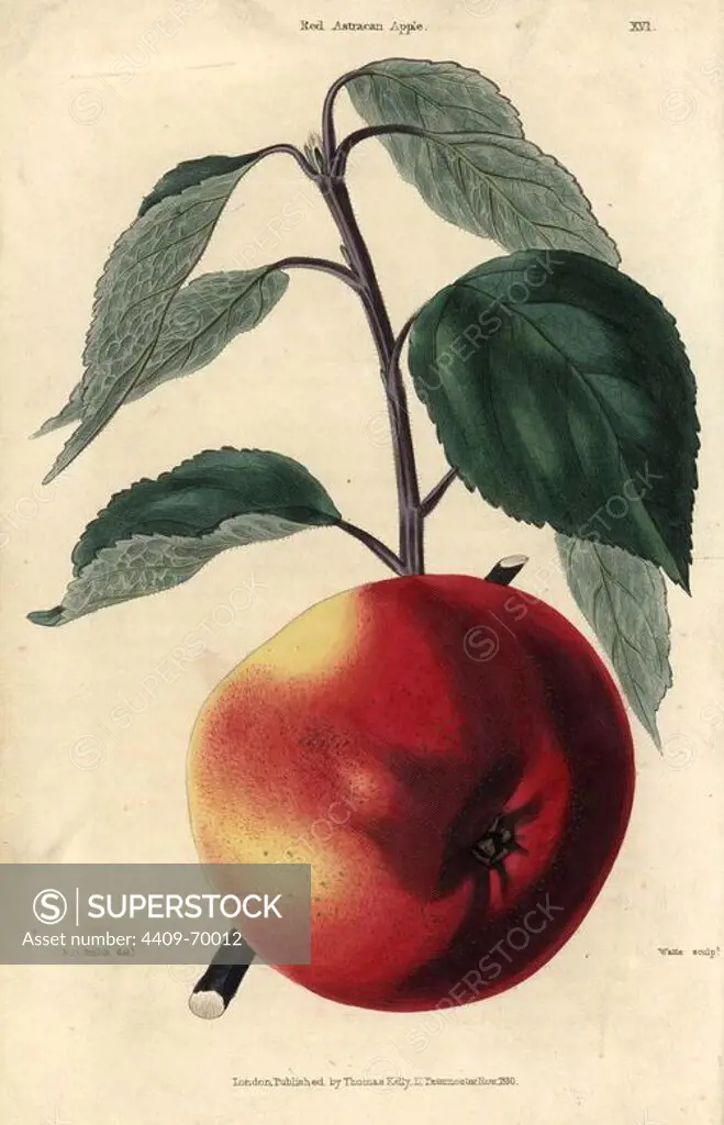 Fruit and leaves of the Red Astracan apple, Malus domestica. Hand-colored illustration by Edwin Dalton Smith engraved by Watts from Charles McIntosh's "Flora and Pomona" 1829. McIntosh (1794-1864) was a Scottish gardener to European aristocracy and royalty, and author of many book on gardening. E.D. Smith was a botanical artist who drew for Robert Sweet, Benjamin Maund, etc.