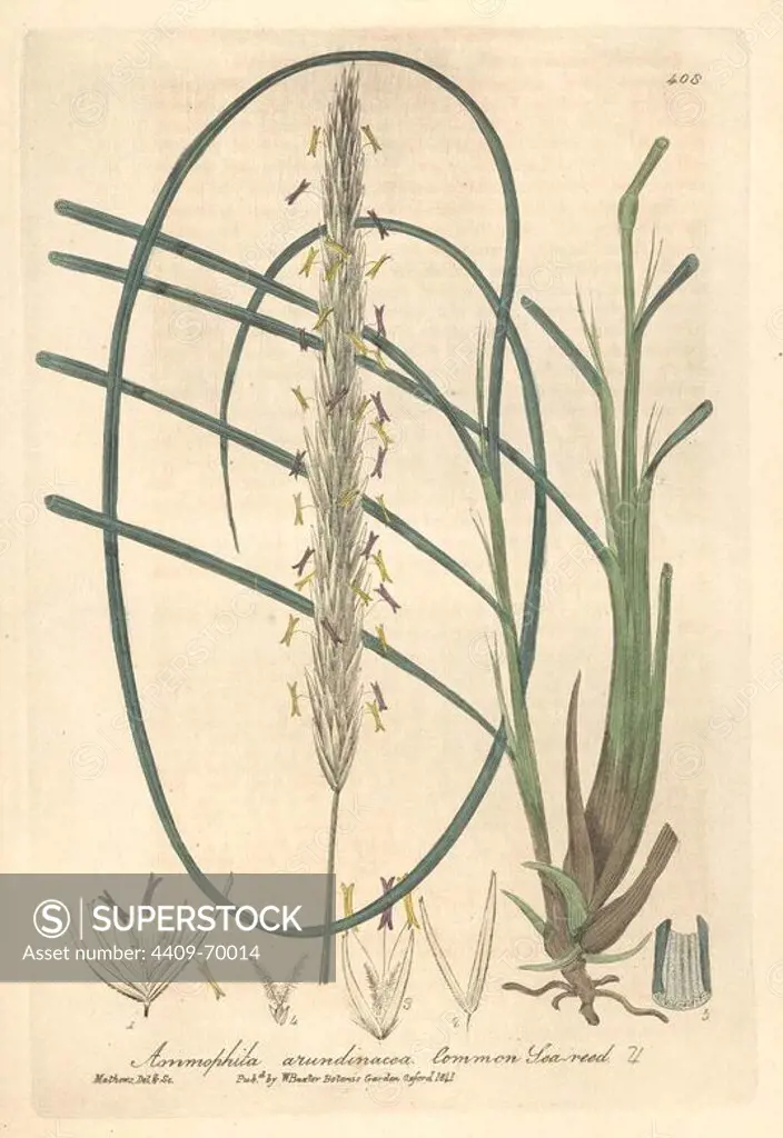 Common sea reed, Ammophila arundinacea. Handcoloured copperplate drawn and engraved by Charles Mathews from William Baxter's "British Phaenogamous Botany," Oxford, 1841. Scotsman William Baxter (1788-1871) was the curator of the Oxford Botanic Garden from 1813 to 1854.