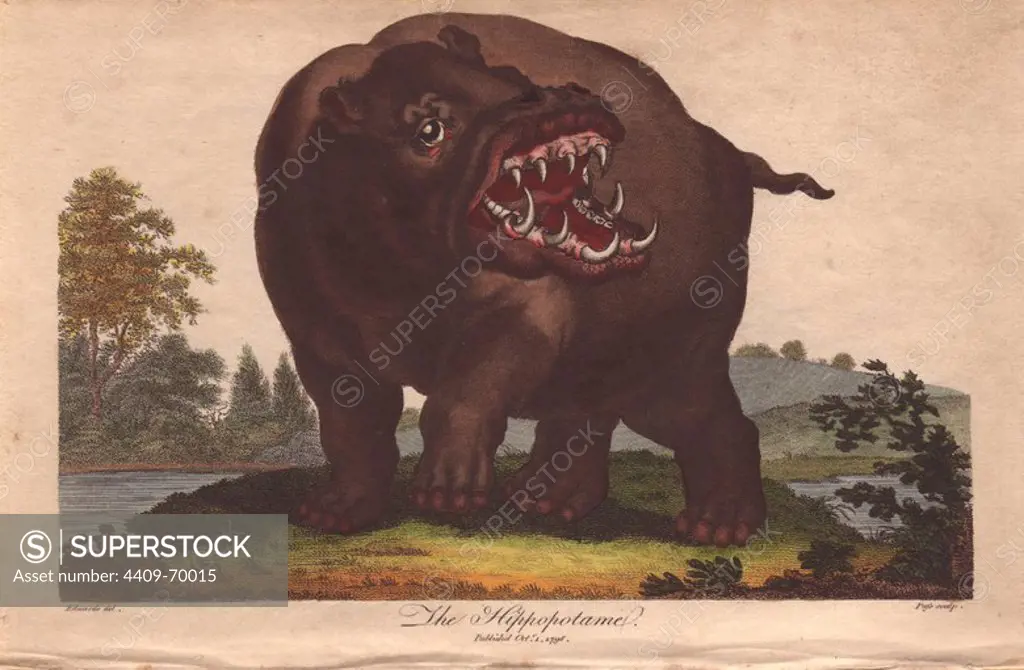 Hippopotamus (Hippopotamus amphibius). Hand-colored copperplate engraving from a drawing by George Edwards from Ebenezer Sibly's "Universal System of Natural History" 1794. The prolific Sibly published his Universal System of Natural History in 1794~1796 in five volumes covering the three natural worlds of fauna, flora and geology. The series included illustrations of mythical beasts such as the sukotyro and the mermaid, and depicted sloths sitting on the ground (instead of hanging from trees) and a domesticated female orang utan wearing a bandana. The engravings were by J. Pass, J. Chapman and Barlow copied from original drawings by famous natural history artists George Edwards, Albertus Seba, Maria Sybilla Merian, and Johann Ihle.