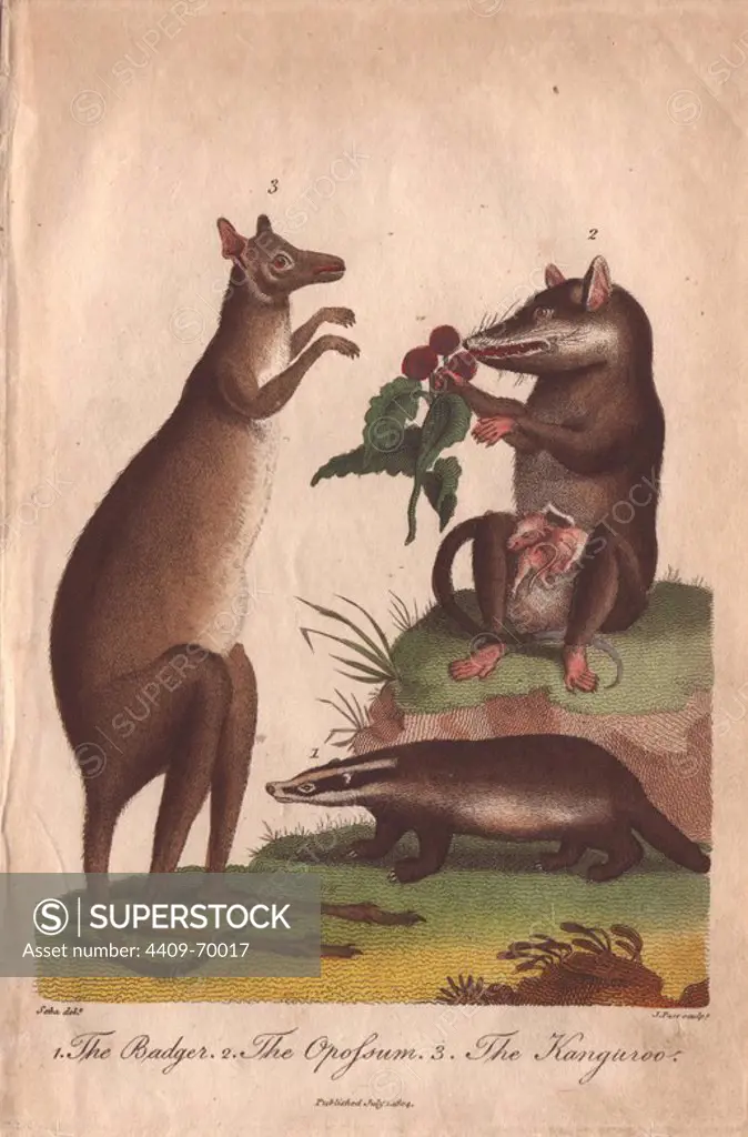 Kangaroo, badger and opossum . Macropus giganteus, Meles meles, Didelphis virginiana. Hand-colored copperplate engraving from a drawing by Albertus Seba from Ebenezer Sibly's "Universal System of Natural History" 1794. The prolific Sibly published his Universal System of Natural History in 1794~1796 in five volumes covering the three natural worlds of fauna, flora and geology. The series included illustrations of mythical beasts such as the sukotyro and the mermaid, and depicted sloths sitting on the ground (instead of hanging from trees) and a domesticated female orang utan wearing a bandana. The engravings were by J. Pass, J. Chapman and Barlow copied from original drawings by famous natural history artists George Edwards, Albertus Seba, Maria Sybilla Merian, and Johann Ihle.