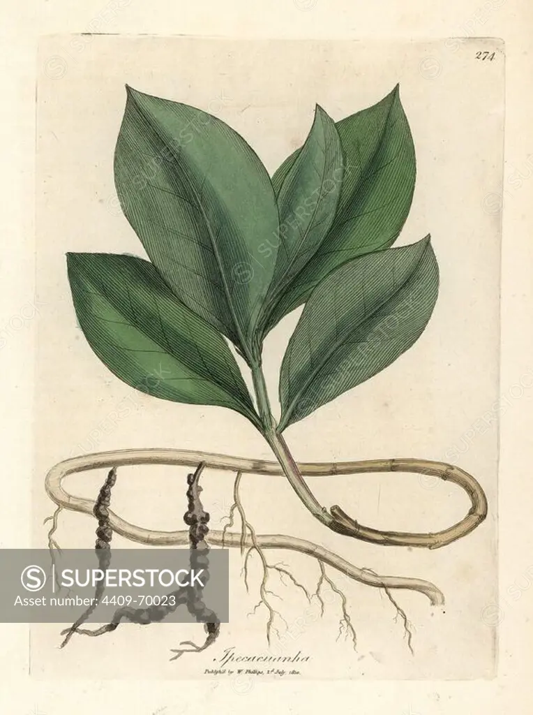 Ipecacuan, Ipecacuanha, showing leaves, root and tendrils. Handcolored copperplate engraving from a botanical illustration by James Sowerby from William Woodville and Sir William Jackson Hooker's "Medical Botany" 1832. The tireless Sowerby (1757-1822) drew over 2,500 plants for Smith's mammoth "English Botany" (1790-1814) and 440 mushrooms for "Coloured Figures of English Fungi " (1797) among many other works.
