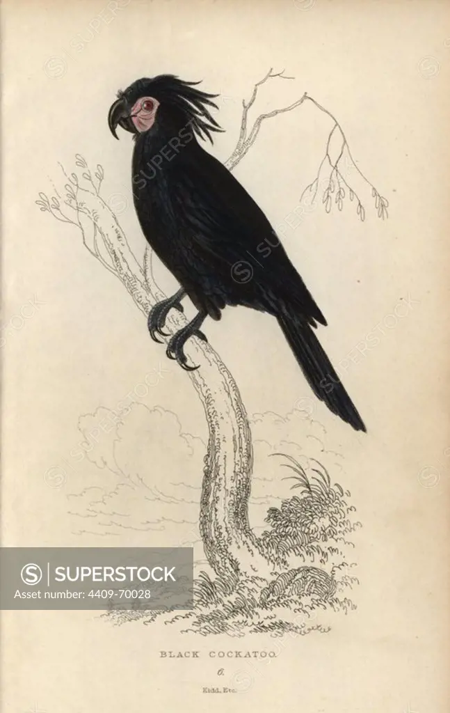 Palm cockatoo, Probosciger aterrimus. Black cockatoo, Psittacus aterimus. Hand-coloured steel engraving by Joseph Kidd, (after John Audubon) from Sir Thomas Dick Lauder and Captain Thomas Brown's "Miscellany of Natural History: Parrots," Edinburgh, 1833. The Miscellany was intended to be a multi-volume series, but was brought to an abrupt halt after only the second volume on cats when John Audubon complained about the unauthorized use of his illustrations.