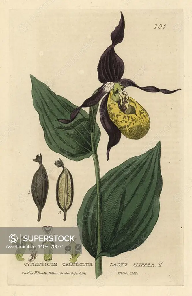 Lady's slipper orchid, Cypripedium calceolus. Handcoloured copperplate engraving by Charles Mathews of a drawing by Isaac Russell from William Baxter's "British Phaenogamous Botany" 1834. Scotsman William Baxter (1788-1871) was the curator of the Oxford Botanic Garden from 1813 to 1854.