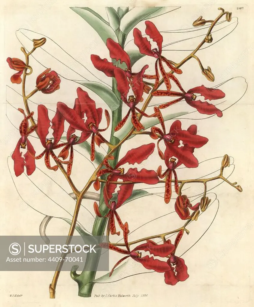 Scarlet renanthera orchid, Renanthera coccinea. Illustration drawn by William Jackson Hooker, engraved by Swan. Handcolored copperplate engraving from William Curtis's "The Botanical Magazine," Samuel Curtis, 1830. Hooker (1785-1865) was an English botanist, writer and artist. He was Regius Professor of Botany at Glasgow University, and editor of Curtis' "Botanical Magazine" from 1827 to 1865. In 1841, he was appointed director of the Royal Botanic Gardens at Kew, and was succeeded by his son Joseph Dalton. Hooker documented the fern and orchid crazes that shook England in the mid-19th century in books such as "Species Filicum" (1846) and "A Century of Orchidaceous Plants" (1849). A gifted botanical artist himself, he wrote and illustrated "Flora Exotica" (1823) and several volumes of the "Botanical Magazine" after 1827.