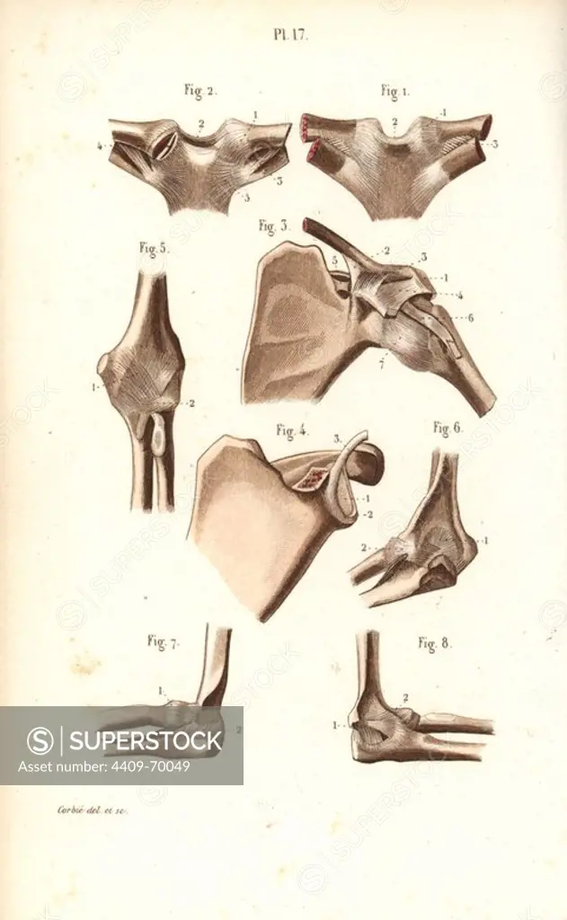 Shoulder and elbow joints. Handcolored steel engraving by Corbie of a drawing by Corbie from Dr. Joseph Nicolas Masse's "Petit Atlas complet d'Anatomie descriptive du Corps Humain," Paris, 1864, published by Mequignon-Marvis. Masse's "Pocket Anatomy of the Human Body" was first published in 1848 and went through many editions.