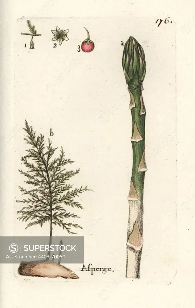 Asparagus, Asparagus officinalis. Handcoloured botanical drawn and engraved by Pierre Bulliard from his own "Flora Parisiensis," 1776, Paris, P. F. Didot. Pierre Bulliard (1752-1793) was a famous French botanist who pioneered the three-colour-plate printing technique. His introduction to the flowers of Paris included 640 plants.