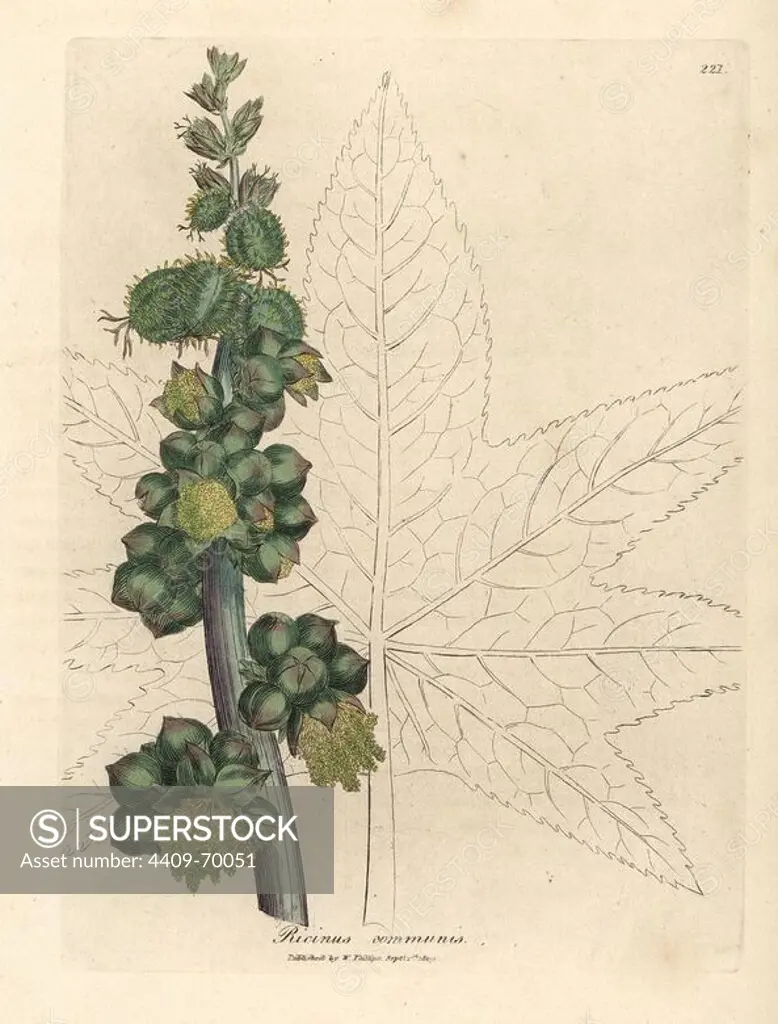 Castor oil plant, Ricinus communis. Handcoloured copperplate engraving from a botanical illustration by James Sowerby from William Woodville and Sir William Jackson Hooker's "Medical Botany," John Bohn, London, 1832. The tireless Sowerby (1757-1822) drew over 2, 500 plants for Smith's mammoth "English Botany" (1790-1814) and 440 mushrooms for "Coloured Figures of English Fungi " (1797) among many other works.