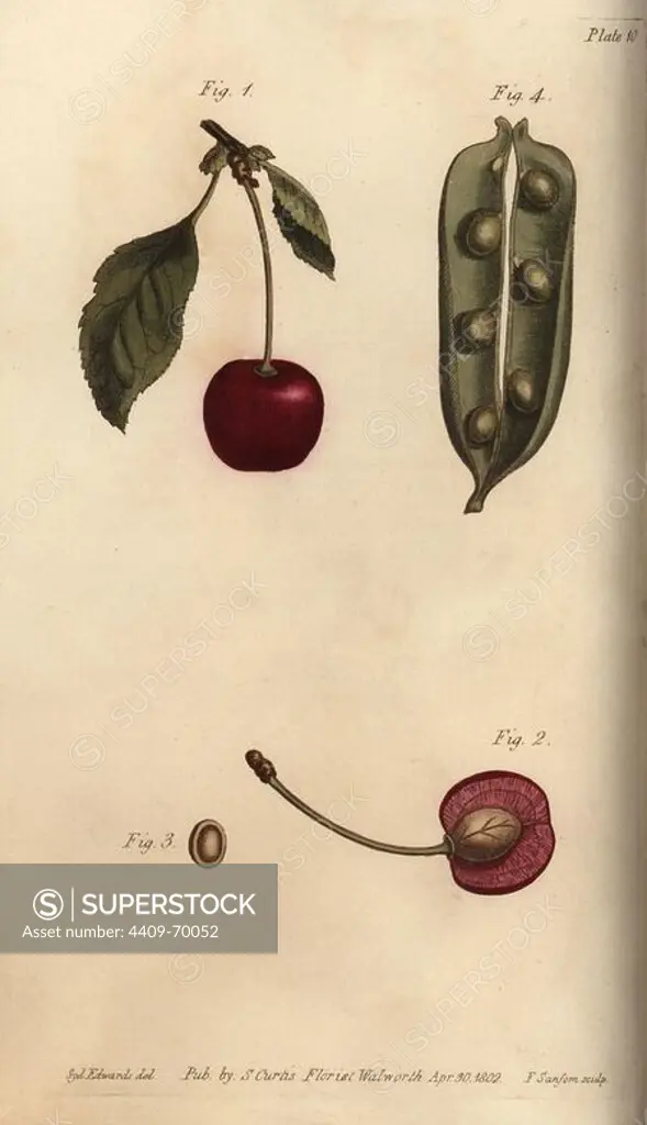 Seed vessel pericarpium of the pea Pisum sativum and cherry Prunus avium. Handcoloured copperplate engraving of a botanical illustration by Sydenham Edwards for William Curtis's "Lectures on Botany, as delivered in the Botanic Garden at Lambeth," 1805. Edwards (1768-1819) was the artist of thousands of botanical plates for Curtis' "Botanical Magazine" and his own "Botanical Register.".