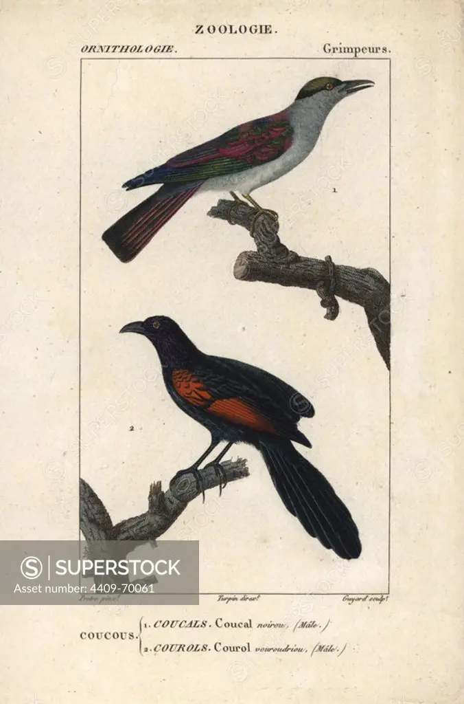 Cuckoo roller, Leptosomus discolor (top) and Sunda coucal, Centropus nigrorufus, below (vulnerable). Handcoloured copperplate stipple engraving from Dumont de Sainte-Croix's "Dictionary of Natural Science: Ornithology," Paris, France, 1816-1830. Illustration by J. G. Pretre, engraved by Guyard, directed by Pierre Jean-Francois Turpin, and published by F.G. Levrault. Jean Gabriel Pretre (1780~1845) was painter of natural history at Empress Josephine's zoo and later became artist to the Museum of Natural History. Turpin (1775-1840) is considered one of the greatest French botanical illustrators of the 19th century.