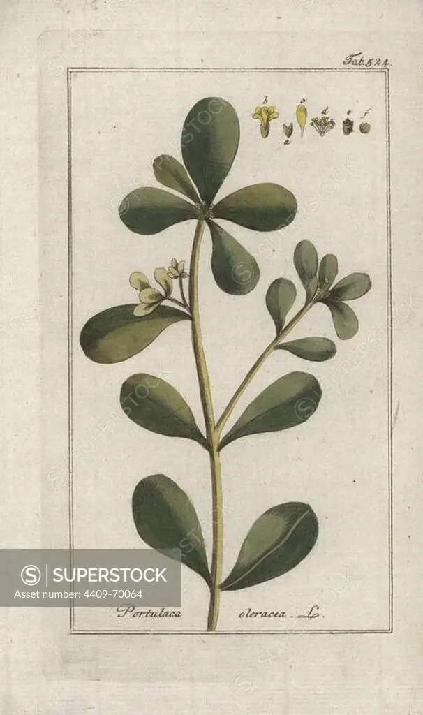Common purslane, Portulaca oleracea. Handcoloured copperplate botanical engraving from Johannes Zorn's "Afbeelding der Artseny-Gewassen," Jan Christiaan Sepp, Amsterdam, 1796. Zorn first published his illustrated medical botany in Nurnberg in 1780 with 500 plates, and a Dutch edition followed in 1796 published by J.C. Sepp with an additional 100 plates. Zorn (1739-1799) was a German pharmacist and botanist who collected medical plants from all over Europe for his "Icones plantarum medicinalium" for apothecaries and doctors.
