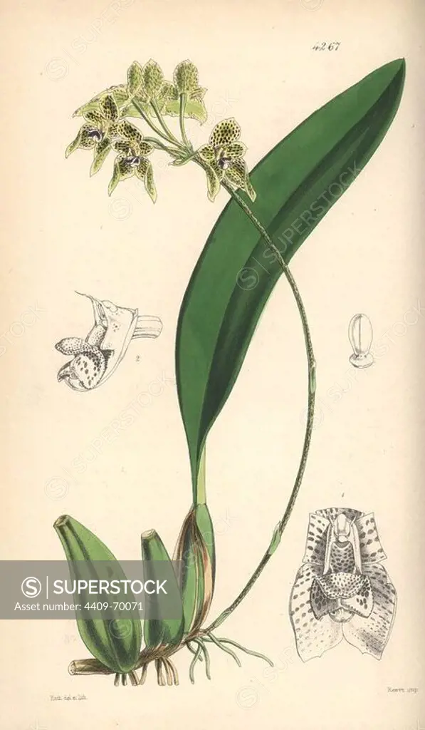 Umbrella bulbophyllum orchid, Bulbophyllum umbellatum. Hand-coloured botanical illustration drawn and lithographed by Walter Hood Fitch for Sir William Jackson Hooker's "Curtis's Botanical Magazine," London, Reeve Brothers, 1846. Fitch (1817~1892) was a tireless Scottish artist who drew over 2,700 lithographs for the "Botanical Magazine" starting from 1834.