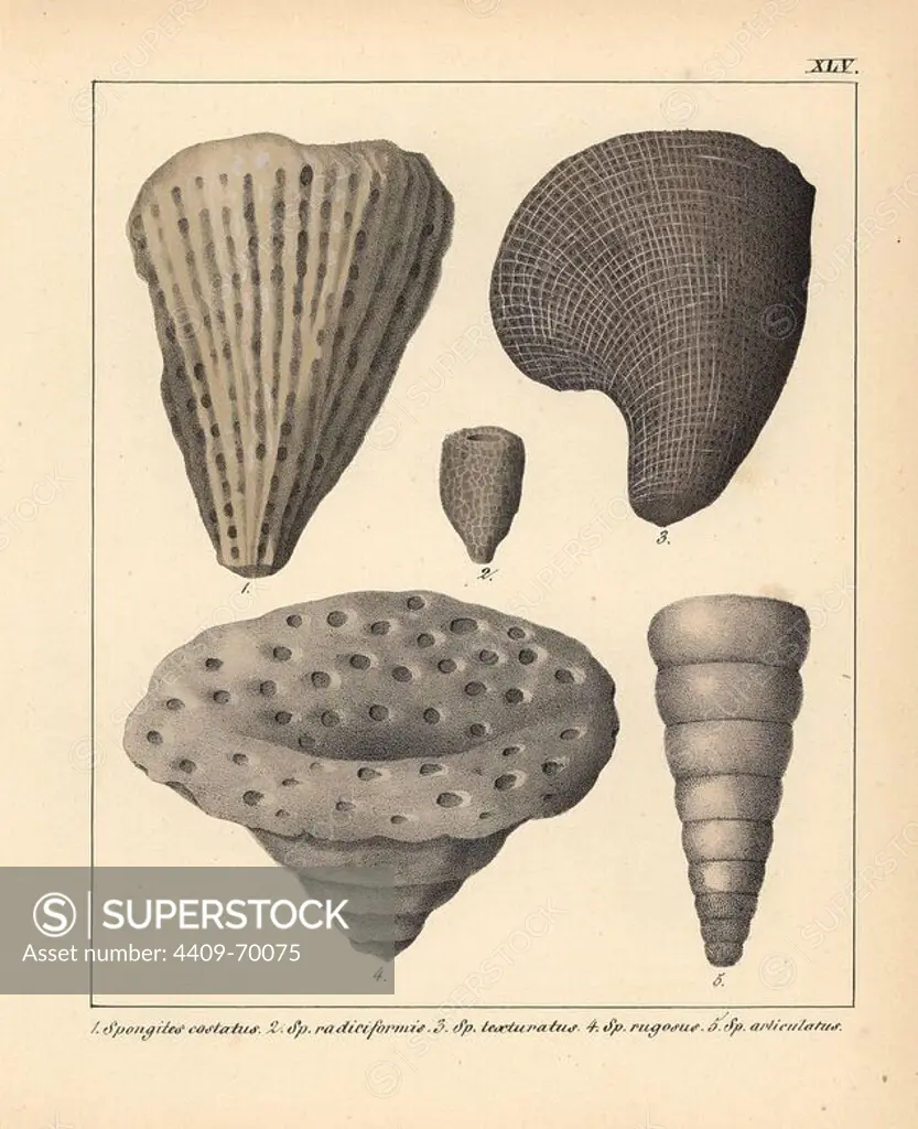 Fossils of extinct Spongites species: S. costatus, S. radiciformis, S. texturatus, S. rugosus and S. articulatus. Handcoloured lithograph by an unknown artist from Dr. F.A. Schmidt's "Petrefactenbuch," published in Stuttgart, Germany, 1855 by Verlag von Krais & Hoffmann. Dr. Schmidt's "Book of Petrification" introduced fossils and palaeontology to both the specialist and general reader.