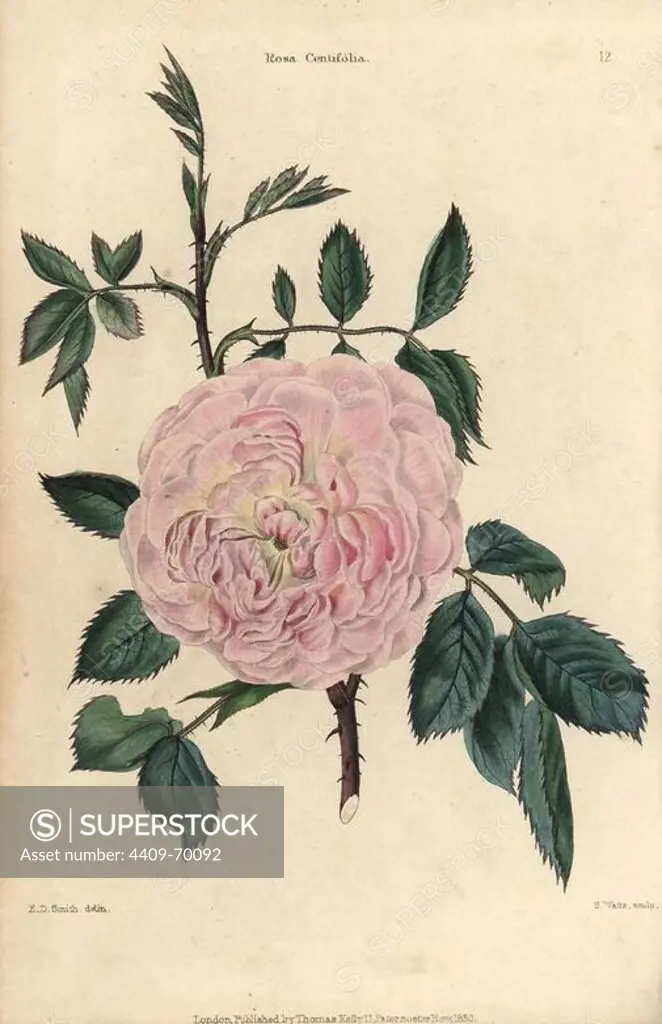 Pink flowered Rosa centifolia, leaves, thorny stems. Hand-colored illustration by E.D. Smith engraved by Watts from Charles McIntosh's "Flora and Pomona" 1829. McIntosh (1794-1864) was a Scottish gardener to European aristocracy and royalty, and author of many book on gardening. E.D. Smith was a botanical artist who drew for Robert Sweet, Benjamin Maund, etc.