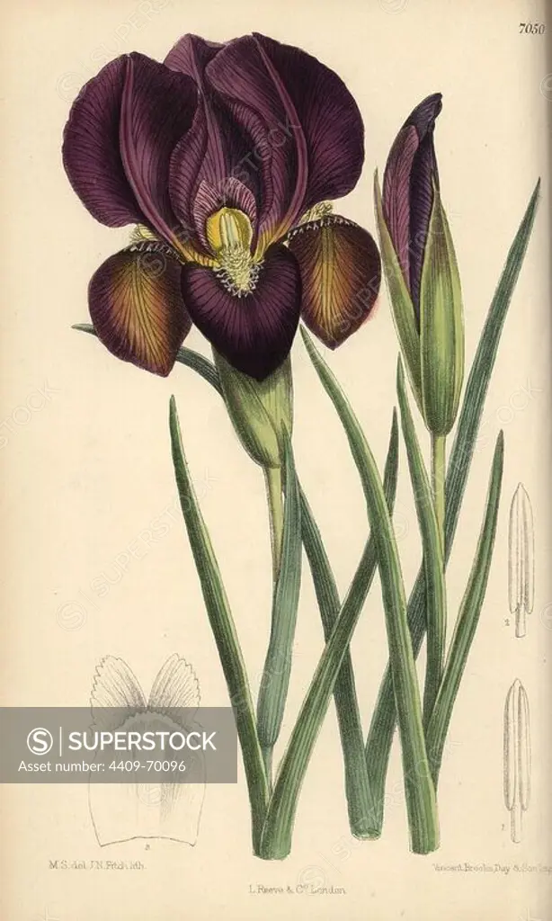 Iris barnumae, purple iris native of Armenia. Hand-coloured botanical illustration drawn by Matilda Smith and lithographed by J.N. Fitch from Joseph Dalton Hooker's "Curtis's Botanical Magazine," 1889, L. Reeve & Co. A second-cousin and pupil of Sir Joseph Dalton Hooker, Matilda Smith (1854-1926) was the main artist for the Botanical Magazine from 1887 until 1920 and contributed 2,300 illustrations.