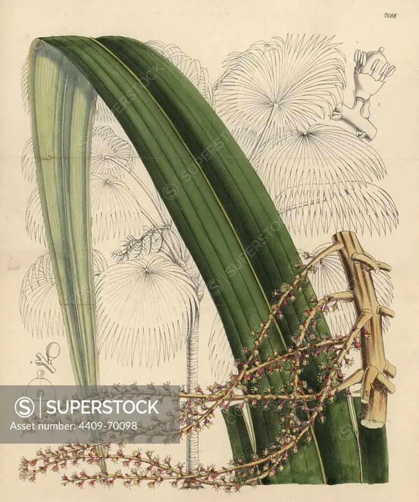 Thrinax excelsa, palm tree native to Jamaica. Hand-coloured botanical illustration drawn by Matilda Smith and lithographed by John Nugent Fitch from Joseph Dalton Hooker's "Curtis's Botanical Magazine," 1889, L. Reeve & Co. A second-cousin and pupil of Sir Joseph Dalton Hooker, Matilda Smith (1854-1926) was the main artist for the Botanical Magazine from 1887 until 1920 and contributed 2,300 illustrations.