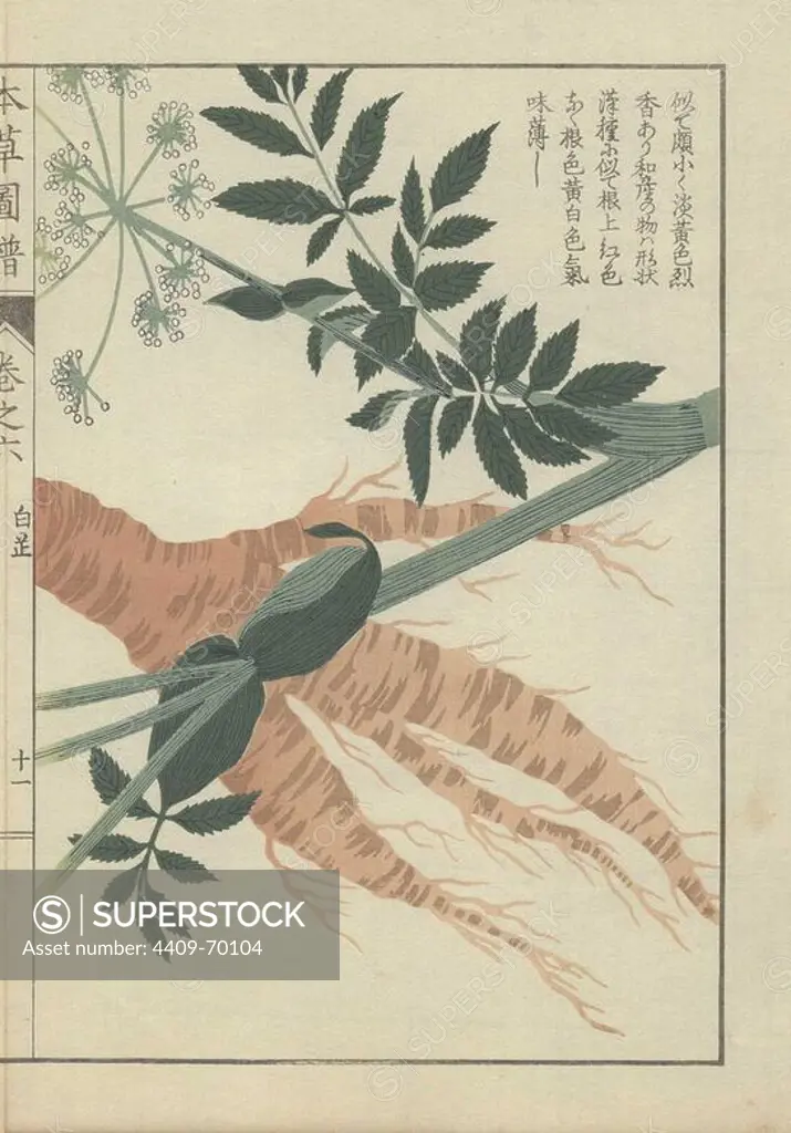 Large brown wild parsnip root tuber, with thick stem, frond with leaves and tiny white flowers crossing diagonally. Angelica anomala. Byakushi. Colour-printed woodblock engraving by Kan'en Iwasaki from "Honzo Zufu," an Illustrated Guide to Medicinal Plants, 1884. Iwasaki (1786-1842) was a Japanese botanist, entomologist and zoologist. He was one of the first Japanese botanists to incorporate western knowledge into his studies.