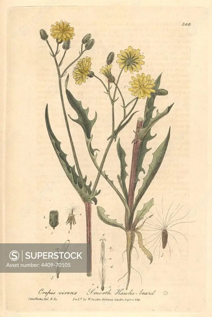 Smooth hawk's beard, Crepis virens. Handcoloured copperplate drawn and engraved by Charles Mathews from William Baxter's "British Phaenogamous Botany," Oxford, 1840. Scotsman William Baxter (1788-1871) was the curator of the Oxford Botanic Garden from 1813 to 1854.