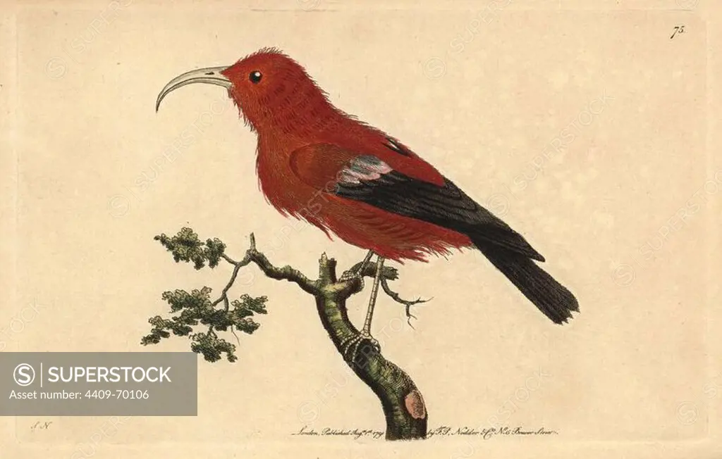 Scarlet Hawaiian honeycreeper, Vestiaria coccinea. Vulnerable. Illustration signed SN (George Shaw and Frederick Nodder).. Handcolored copperplate engraving from George Shaw and Frederick Nodder's "The Naturalist's Miscellany" 1791.. Frederick Polydore Nodder (1751~1801) was a gifted natural history artist and engraver. Nodder honed his draftsmanship working on Captain Cook and Joseph Banks' Florilegium and engraving Sydney Parkinson's sketches of Australian plants. He was made "botanic painter to her majesty" Queen Charlotte in 1785. Nodder also drew the botanical studies in Thomas Martyn's Flora Rustica (1792) and 38 Plates (1799). Most of the 1,064 illustrations of animals, birds, insects, crustaceans, fishes, marine life and microscopic creatures for the Naturalist's Miscellany were drawn, engraved and published by Frederick Nodder's family. Frederick himself drew and engraved many of the copperplates until his death. His wife Elizabeth is credited as publisher on the volumes afte