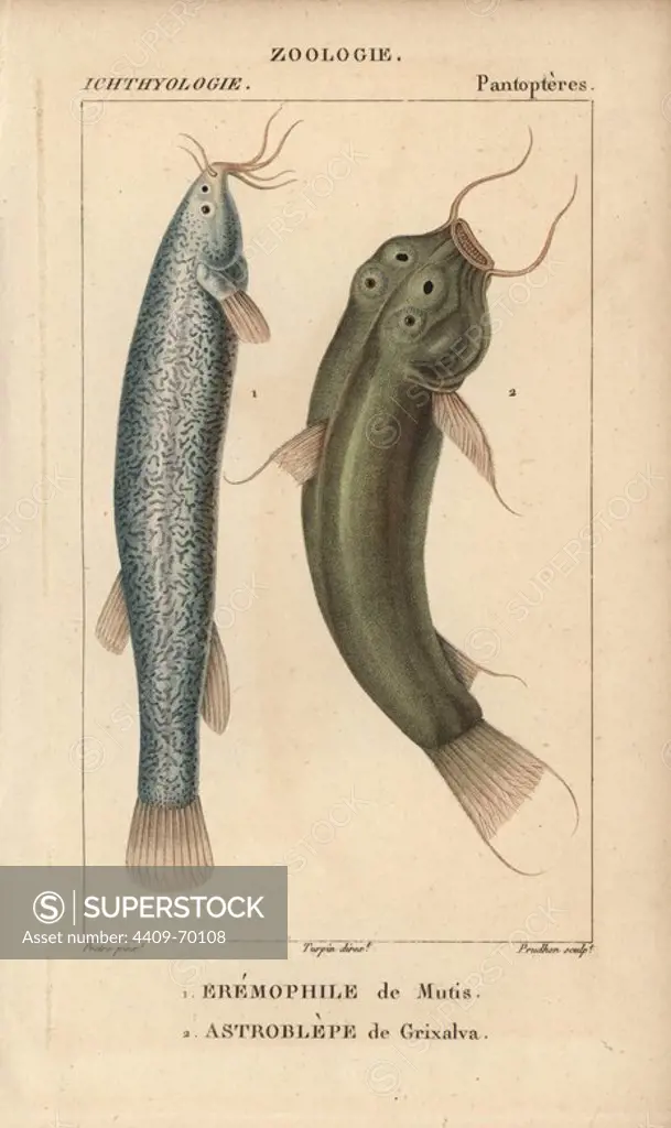 Capitan, eremophile de Mutis, Eremophilus mutisii, and pez negro, astroblepe de Grixalva, Astroblepus Grixalvii. Handcoloured copperplate stipple engraving from Jussieu's "Dictionnaire des Sciences Naturelles" 1816-1830. The volumes on fish and reptiles were edited by Hippolyte Cloquet, natural historian and doctor of medicine. Illustration by J.G. Pretre, engraved by Prudhon, directed by Turpin, and published by F. G. Levrault. Jean Gabriel Pretre (1780~1845) was painter of natural history at Empress Josephine's zoo and later became artist to the Museum of Natural History.