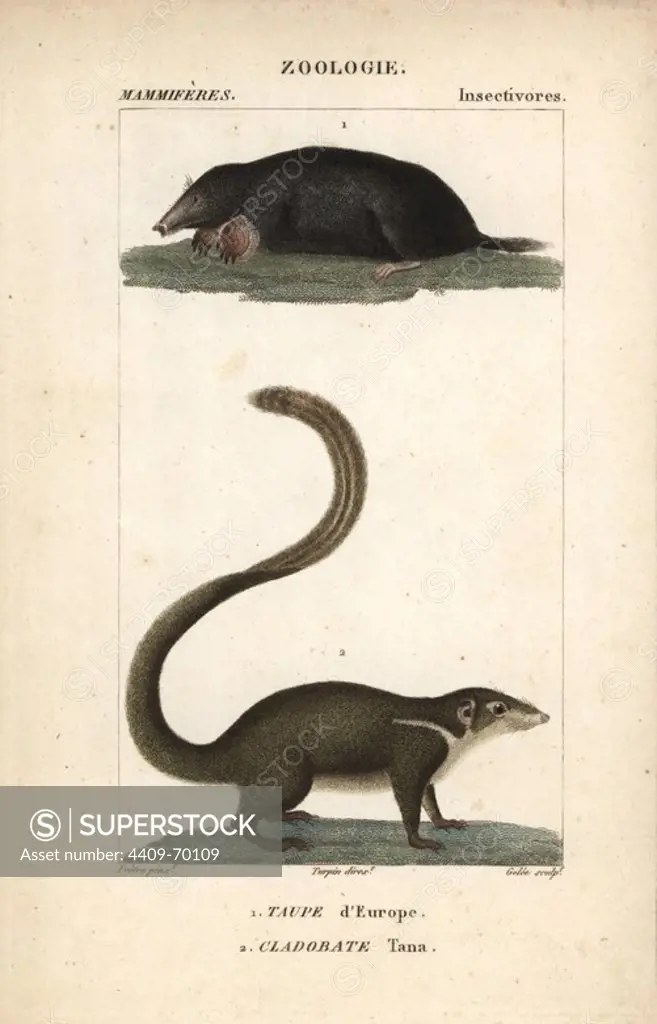 Common mole, Talpa europaea, and large treeshrew, Tupaia tana. Handcoloured copperplate stipple engraving from Frederic Cuvier's "Dictionary of Natural Science: Mammals," Paris, France, 1816. Illustration by J. G. Pretre, engraved by Gelee, directed by Pierre Jean-Francois Turpin, and published by F.G. Levrault. Jean Gabriel Pretre (1780~1845) was painter of natural history at Empress Josephine's zoo and later became artist to the Museum of Natural History. Turpin (1775-1840) is considered one of the greatest French botanical illustrators of the 19th century.