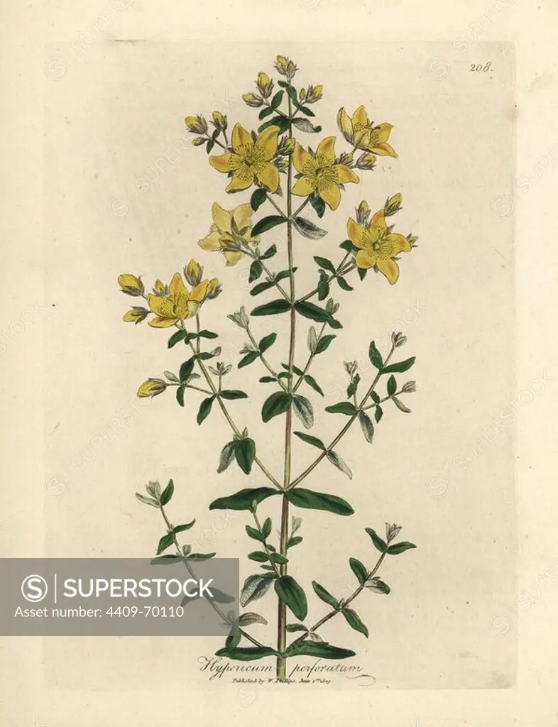 Yellow flowered perforated St. John's Wort, Hypericum perforatum. Handcolored copperplate engraving from a botanical illustration by James Sowerby from William Woodville and Sir William Jackson Hooker's "Medical Botany" 1832. The tireless Sowerby (1757-1822) drew over 2,500 plants for Smith's mammoth "English Botany" (1790-1814) and 440 mushrooms for "Coloured Figures of English Fungi " (1797) among many other works.