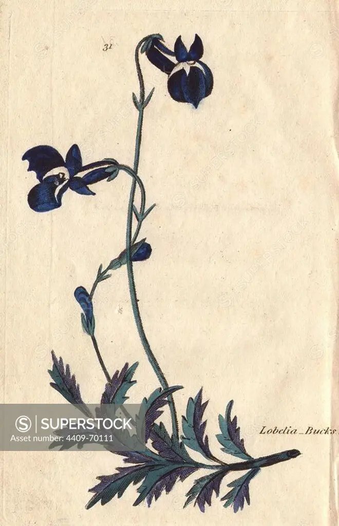 Bucks-horn lobelia, Lobelia coronopifolia, with indigo flowers and blue foliage.. Illustration by Henrietta Moriarty from "Fifty Plates of Greenhouse Plants" (1807), a re-issue of her own "Viridarium" (1806), with handcoloured copperplate engravings. Moriarty was a colonel's widow who turned to writing novels and illustrating botanical books to support her four children.
