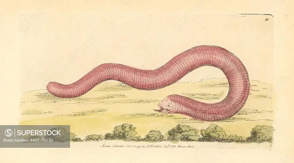 White worm lizard, Amphisbaena alba. Illustration signed S (George Shaw).. Handcolored copperplate engraving from George Shaw and Frederick Nodder's "The Naturalist's Miscellany" 1791.. Frederick Polydore Nodder (1751~1801) was a gifted natural history artist and engraver. Nodder honed his draftsmanship working on Captain Cook and Joseph Banks' Florilegium and engraving Sydney Parkinson's sketches of Australian plants. He was made "botanic painter to her majesty" Queen Charlotte in 1785. Nodder also drew the botanical studies in Thomas Martyn's Flora Rustica (1792) and 38 Plates (1799). Most of the 1,064 illustrations of animals, birds, insects, crustaceans, fishes, marine life and microscopic creatures for the Naturalist's Miscellany were drawn, engraved and published by Frederick Nodder's family. Frederick himself drew and engraved many of the copperplates until his death. His wife Elizabeth is credited as publisher on the volumes after 1801. Their son Richard Polydore (1774~1823) w