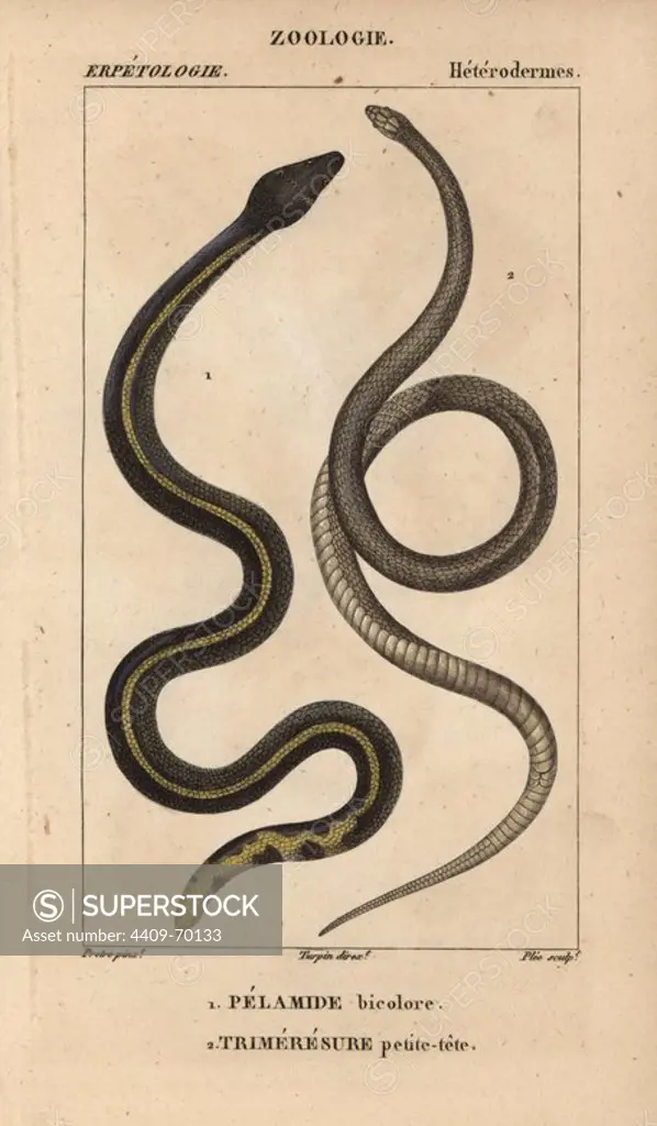 Yellowbelly sea snake, pelamide bicolore, Pelamis platura, and Asian pit viper, trimeresure petite-tete, Trimeresurus species. Handcoloured copperplate stipple engraving from Jussieu's "Dictionnaire des Sciences Naturelles" 1816-1830. The volumes on fish and reptiles were edited by Hippolyte Cloquet, natural historian and doctor of medicine. Illustration by J.G. Pretre, engraved by Plee, directed by Turpin, and published by F. G. Levrault. Jean Gabriel Pretre (1780~1845) was painter of natural history at Empress Josephine's zoo and later became artist to the Museum of Natural History.