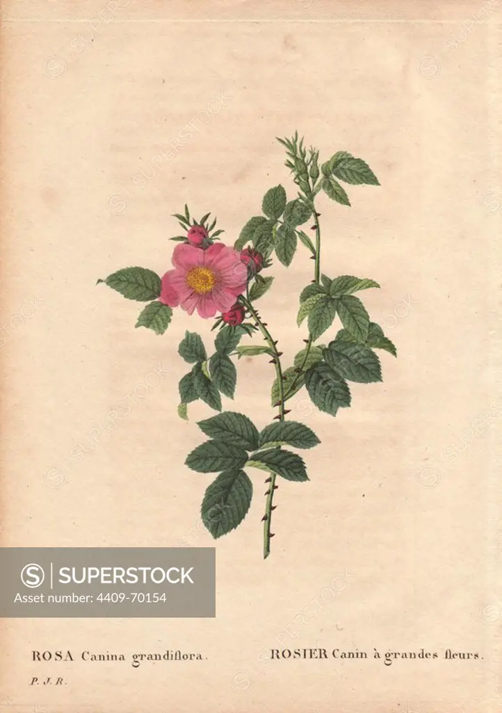Large-flowered dog rose with pink flowers.. Rosa Canina grandiflora. Rosier canin a grandes fleurs.. Hand-colored, octavo-size, stipple engraving by Pierre-Joseph Redoute from "Les Roses" 1828.