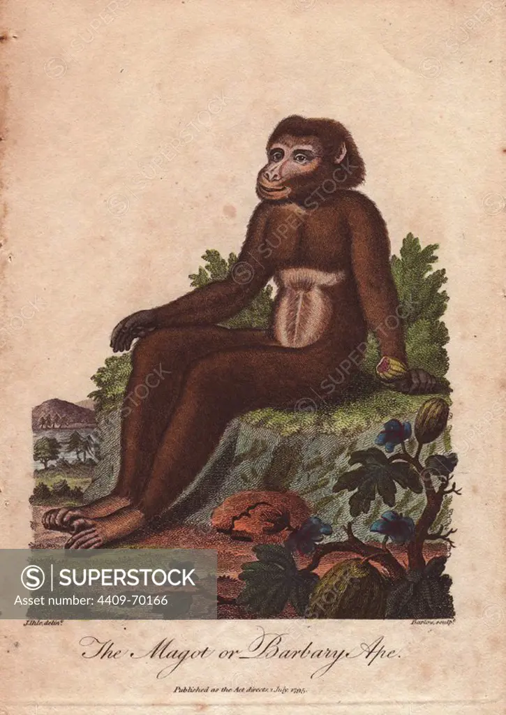 Magot or Barbary ape (Macaca sylvanus) . Hand-colored copperplate engraving from a drawing by Johann Ihle from Ebenezer Sibly's "Universal System of Natural History" 1794. The prolific Sibly published his Universal System of Natural History in 1794~1796 in five volumes covering the three natural worlds of fauna, flora and geology. The series included illustrations of mythical beasts such as the sukotyro and the mermaid, and depicted sloths sitting on the ground (instead of hanging from trees) and a domesticated female orang utan wearing a bandana. The engravings were by J. Pass, J. Chapman and Barlow copied from original drawings by famous natural history artists George Edwards, Albertus Seba, Maria Sybilla Merian, and Johann Ihle.