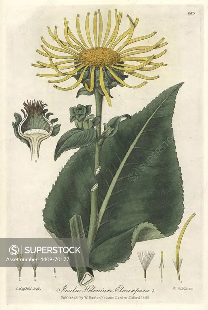 Elecampane, Inula helenium. Handcoloured copperplate engraved by W. Willis from a drawing by Isaac Russell from William Baxter's "British Phaenogamous Botany," Oxford, 1838. Scotsman William Baxter (1788-1871) was the curator of the Oxford Botanic Garden from 1813 to 1854.