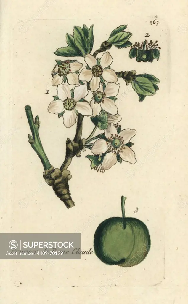 Italian prune, Prunus domestica cereola. Handcoloured botanical drawn and engraved by Pierre Bulliard from his own "Flora Parisiensis," 1776, Paris, P. F. Didot. Pierre Bulliard (1752-1793) was a famous French botanist who pioneered the three-colour-plate printing technique. His introduction to the flowers of Paris included 640 plants.