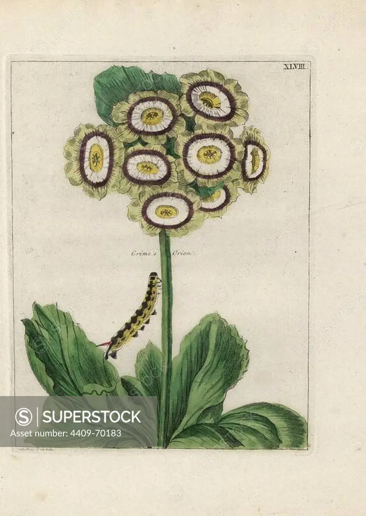Grime's Orion auricula, Primula auricula, with caterpillar. Handcoloured copperplate engraving from "Nederlandsch Bloemwerk" (Dutch Flower Arrangements), Amsterdam, J.B. Elwe, 1794. Botanical illustration drawn from life by A. Bres.