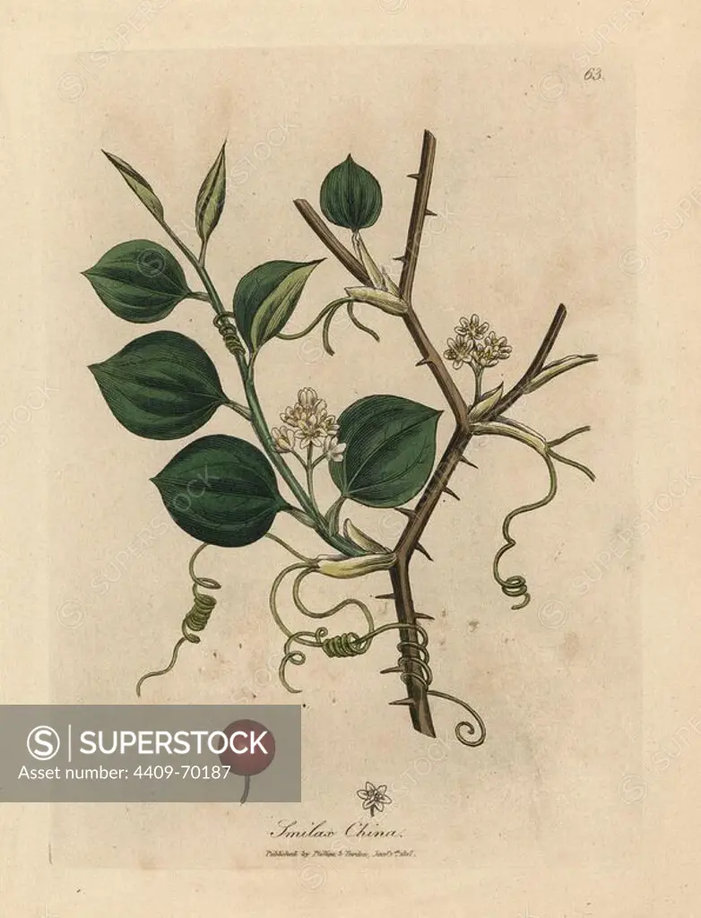 White flowers, tendrils and red berry of Chinese smilax, Smilax china. Handcolored copperplate engraving from a botanical illustration by James Sowerby from William Woodville and Sir William Jackson Hooker's "Medical Botany" 1832. The tireless Sowerby (1757-1822) drew over 2,500 plants for Smith's mammoth "English Botany" (1790-1814) and 440 mushrooms for "Coloured Figures of English Fungi " (1797) among many other works.
