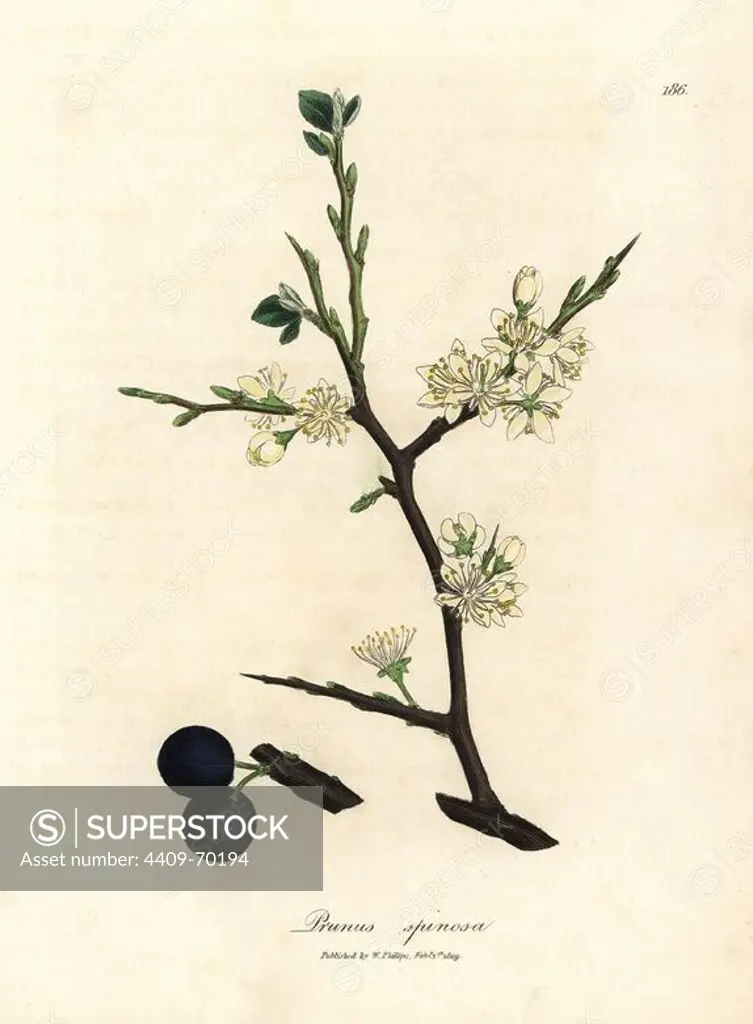 White blossom and blue berries of the sloe tree, Prunus spinosa. Handcolored copperplate engraving from a botanical illustration by James Sowerby from William Woodville and Sir William Jackson Hooker's "Medical Botany" 1832. The tireless Sowerby (1757-1822) drew over 2,500 plants for Smith's mammoth "English Botany" (1790-1814) and 440 mushrooms for "Coloured Figures of English Fungi " (1797) among many other works.