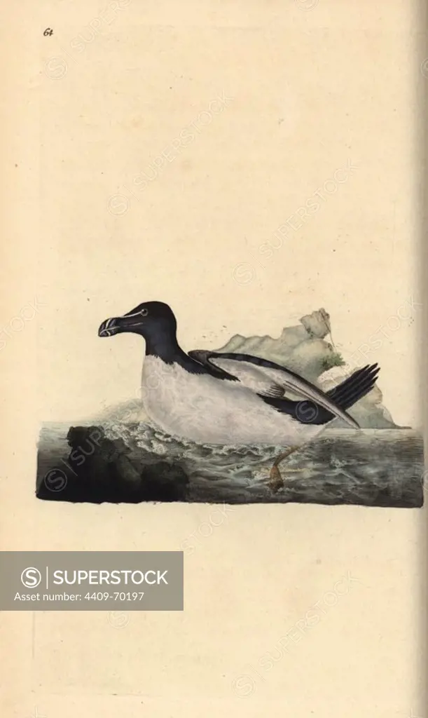 Razorbill, Alca torda. Handcoloured copperplate drawn and engraved by Edward Donovan from his own "Natural History of British Birds," London, 1794-1819. Edward Donovan (1768-1837) was an Anglo-Irish amateur zoologist, writer, artist and engraver. He wrote and illustrated a series of volumes on birds, fish, shells and insects, opened his own museum of natural history in London, but later he fell on hard times and died penniless.