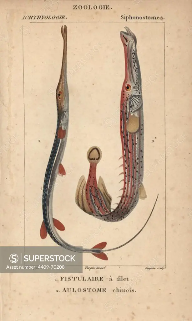Bluespotted cornetfish, fistulaire a filet, Fistularia tabacaria, and Chinese trumpetfish, Aulostome chinois, Aulostomus chinensis. Handcoloured copperplate stipple engraving from Jussieu's "Dictionnaire des Sciences Naturelles" 1816-1830. The volumes on fish and reptiles were edited by Hippolyte Cloquet, natural historian and doctor of medicine. Illustration by J.G. Pretre, engraved by Joyeau, directed by Turpin, and published by F. G. Levrault. Jean Gabriel Pretre (1780~1845) was painter of natural history at Empress Josephine's zoo and later became artist to the Museum of Natural History.