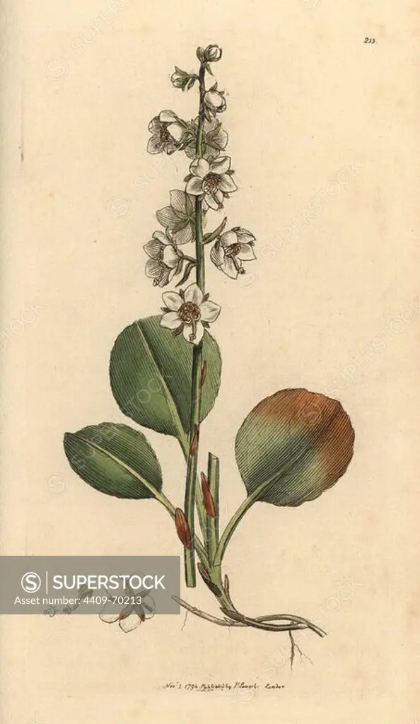 Round-leaved wintergreen, Pyrola rotundifolia. Handcoloured copperplate engraving from a drawing by James Sowerby for Smith's "English Botany," London, 1794. Sowerby was a tireless illustrator of natural history books and illustrated books on botany, mycology, conchology and geology.