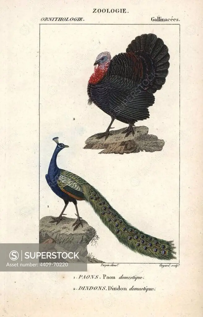 Domesticated turkey, Meleagris gallopavo, and Indian peafowl, Pavo cristatus. Handcoloured copperplate stipple engraving from Dumont de Sainte-Croix's "Dictionary of Natural Science: Ornithology," Paris, France, 1816-1830. Illustration by J. G. Pretre, engraved by Guyard, directed by Pierre Jean-Francois Turpin, and published by F.G. Levrault. Jean Gabriel Pretre (1780~1845) was painter of natural history at Empress Josephine's zoo and later became artist to the Museum of Natural History. Turpin (1775-1840) is considered one of the greatest French botanical illustrators of the 19th century.