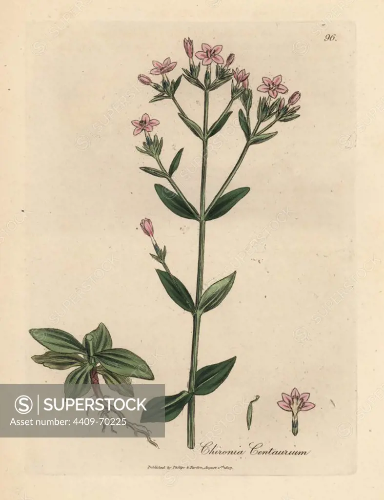 Centaury, Chironia centaurium. Handcoloured copperplate engraving from a botanical illustration by James Sowerby from William Woodville and Sir William Jackson Hooker's "Medical Botany," John Bohn, London, 1832. The tireless Sowerby (1757-1822) drew over 2, 500 plants for Smith's mammoth "English Botany" (1790-1814) and 440 mushrooms for "Coloured Figures of English Fungi " (1797) among many other works.